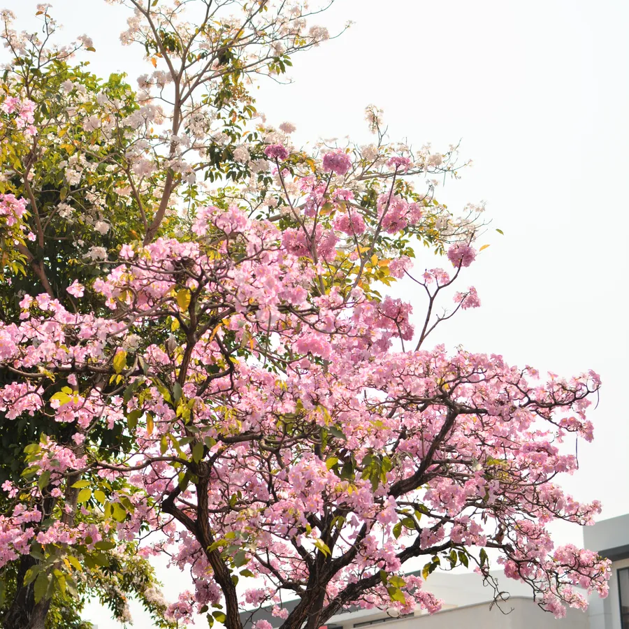 fakesakura — Satu kalimat deskripsi.